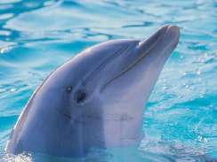 delfines háttérképek delfines játékok